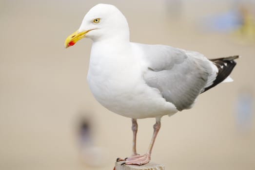 One Seagull standing on fence post. Beach background.