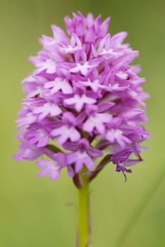 One Pyramidal Orchid found in the sand dunes of Daymer Bay. Cornwall, UK.