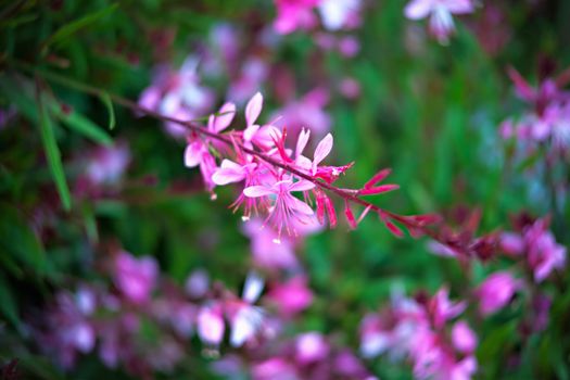 blooming lilac bush in the garden