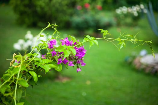 blooming rose bush in the garden