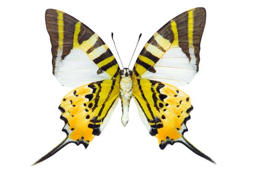 The Five Bar Swordtail butterfly isolated on white background