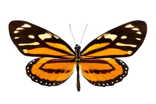 Butterfly (Lycorea ceres) isolated on white background