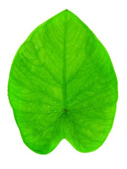 Yam leaf macro full length isolated on white