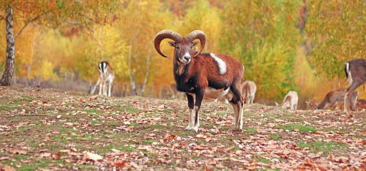 mouflon ram in autumn setting at an animal park 
