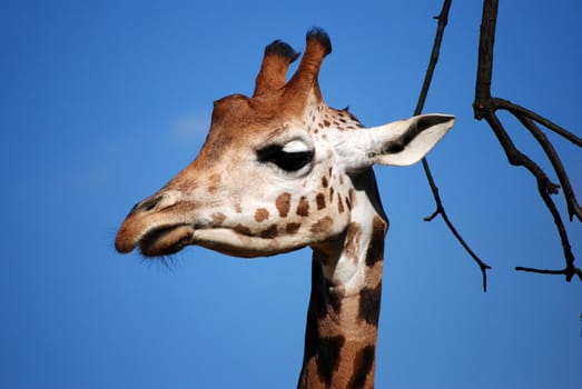 Giraffe's head against a blue sky