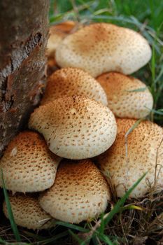 Fungus growing at the base of a tree trunk