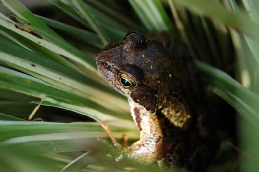 Solitary frog sitting among the reeds