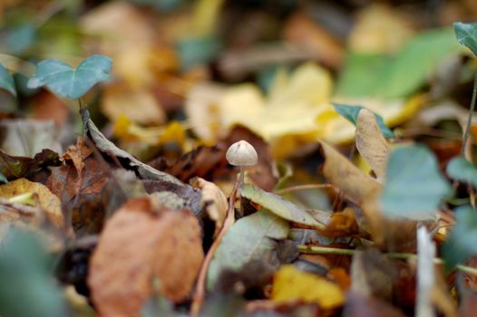 Detail of a solitary tiny toadstool among the leaves on the forest floor