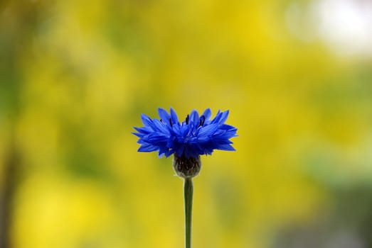 Open cornflower against a yellow background