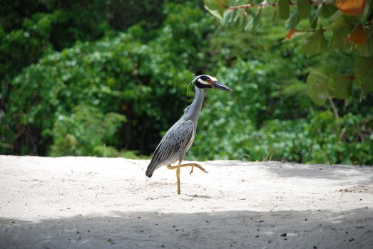 Yellow-crested night heron stalking along a white sand beach in the Caribbean