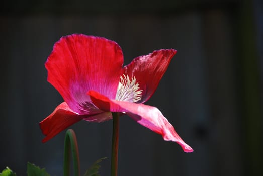 Red poppy with its petals blown open showing the stamen