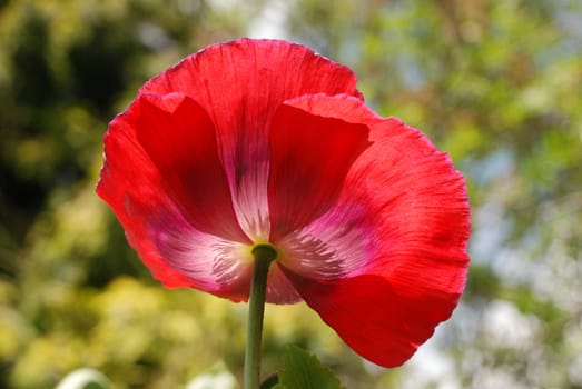 Red poppy flower seen from below