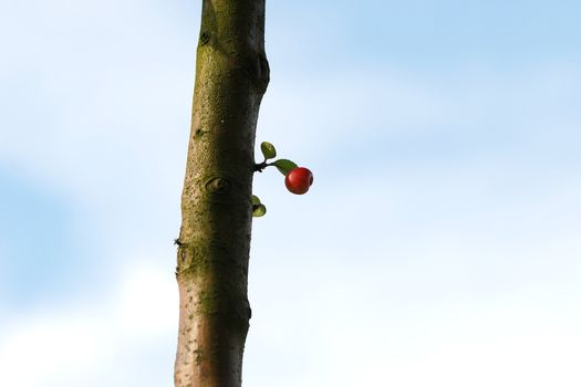 Crab apple growing from a sprout on the tree trunk