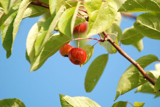 Crab apples hanging among leaves on the tree