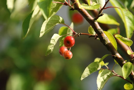 Crab apples on the branch in bright sunlight