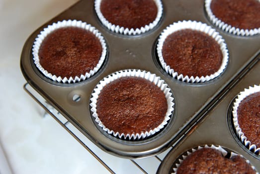 Chocolate cupcakes cooling in the tin