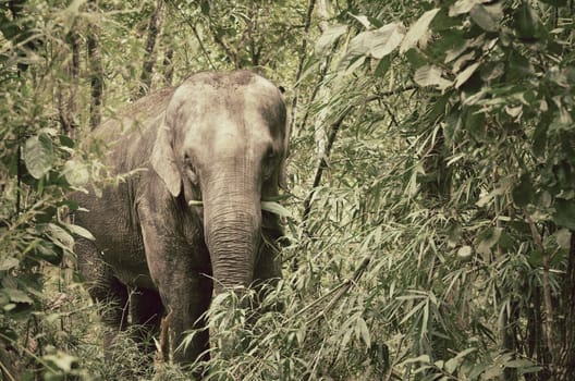 vintage picture style ofasia elephant in tropical forest, thailand