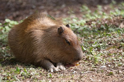 Capybara laying on grass in afternoon sun