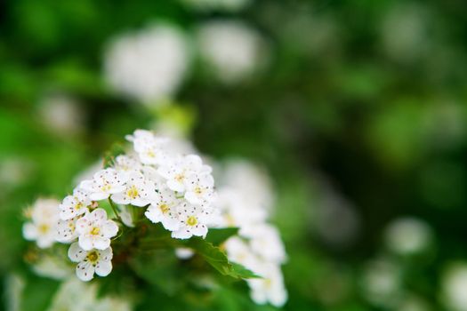 background of leaves with white flowers