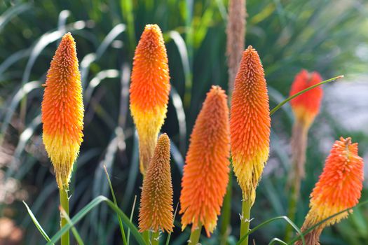 beautiful flowers growing