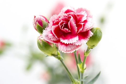 Carnations