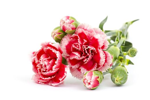Carnations on white background 