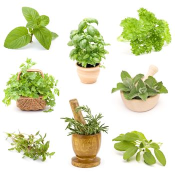collection of fresh herbs - collage 