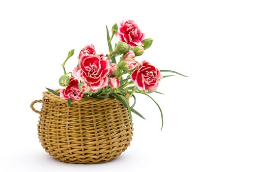 Carnations in a basket on white background