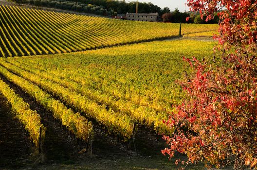 The hills in the chianti regions in tuscany