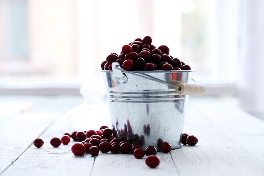 Fresh cranberries in a silver bucket on a white wooden table