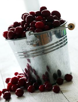 Fresh cranberries in a silver bucket on a white wooden table