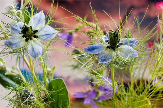 Love in a mist