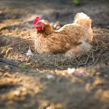 Hen in a farmyard (Gallus gallus domesticus)