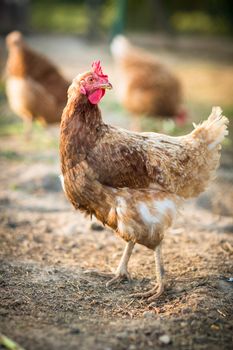 Hen in a farmyard (Gallus gallus domesticus)