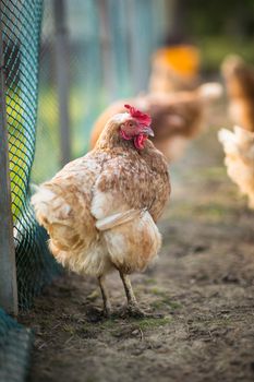 Hen in a farmyard (Gallus gallus domesticus)