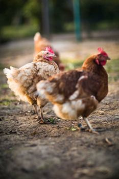 Hen in a farmyard (Gallus gallus domesticus)