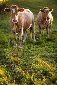 Cows grazing on a lovely green pasture