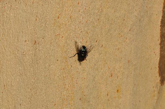 Black fly on tree trunk. Winged insect closeup.