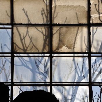Sunlight through broken factory window and abstract tree branches silhouette.