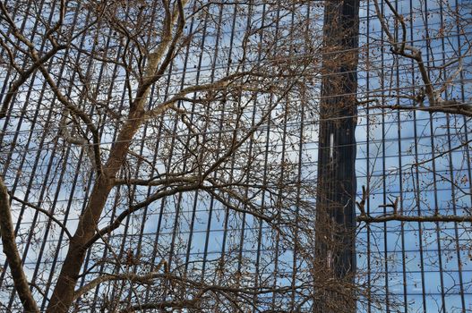 Contemporary building glass facade and tree branches. Abstract architectural detail.