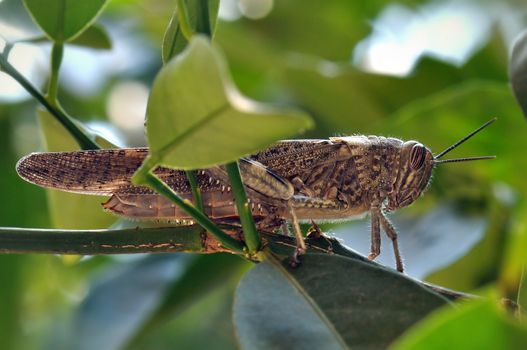 Grasshopper hidden among leaves on tree branch.