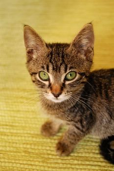 Gray kitten with green eyes on yellow background. Cat portrait.