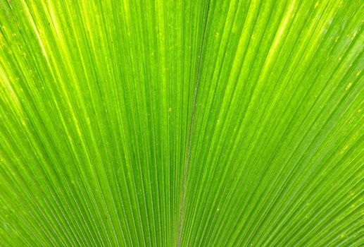 Palm leaf