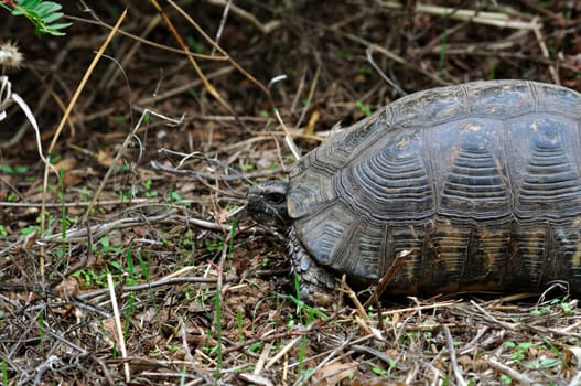 Forest turtle in natural environment. Animal background.