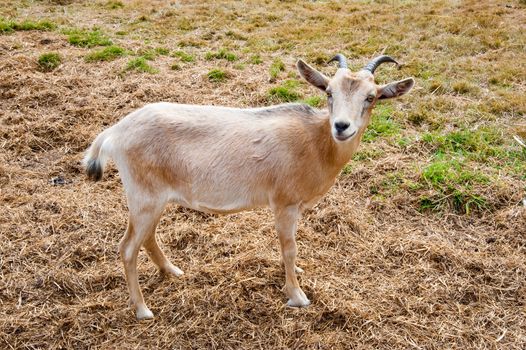 Goat on a farm