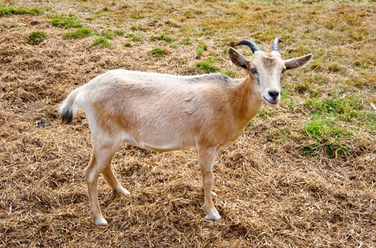 Goat on a farm