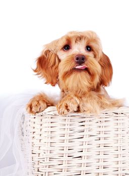 Decorative dog. Puppy of the Petersburg orchid on a white background