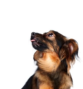 Decorative dog. Puppy of the Petersburg orchid on a white background