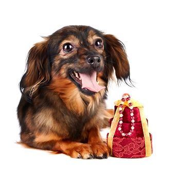 Decorative dog. Puppy of the Petersburg orchid on a white background