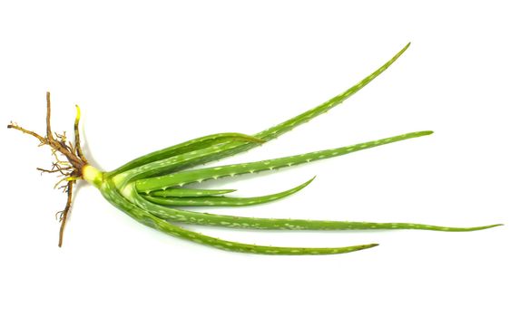 Aloe vera plant isolated on white